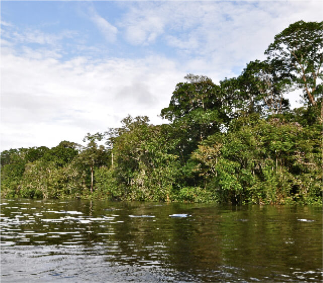 ブラジル／ボリビア アマゾン原生自然地域の森の画像